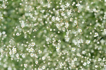 Gypsophila paniculata or tall dense baby's breath