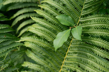 common garden fern and green leaves
