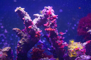 Fototapeta na wymiar Colorful coral reef in the aquarium. Underwater world of coral reef