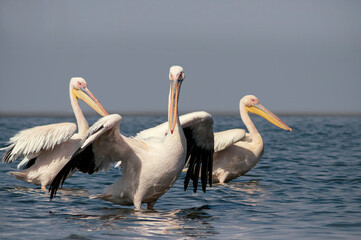 Fototapeta na wymiar Wild animals in nature. Group of Great White Pelicans in the water