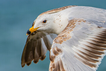 A close up of a ring-billed gull, Larus delawarensis, in flight at Grand Haven, Michigan