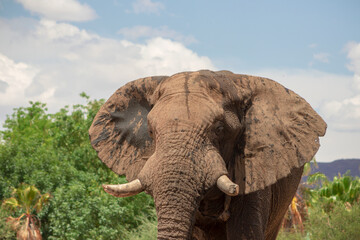 Naklejka na ściany i meble Two african elephants in the grasslands of Etosha National Park, Namibia.