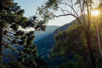 Obraz premium Tree crowns of Araucaria, aka Araucaria angustifolia, in forest of southern Brazil