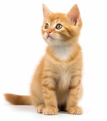 Obraz premium Adorable Orange Kitten with White Background - Perfect for Stock Photos! Generative AI