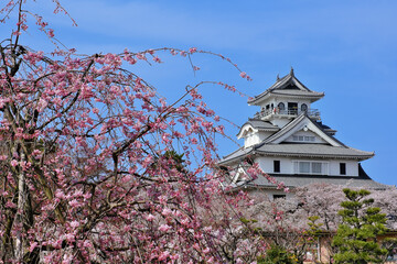 桜咲く豊公園の長浜城　滋賀県