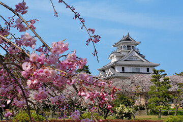 桜咲く豊公園の長浜城　滋賀県