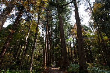 Obraz premium 戸隠し神社 奥社