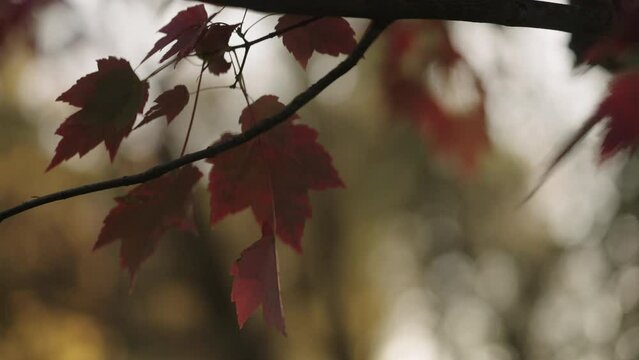 Slow motion dark red maple tree in evening light in autumn