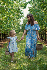 Mom and her daughter in the berry orchard harvesting red ripe cherries to the wicker basket. The joy of motherhood.