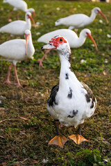 white duck in the park