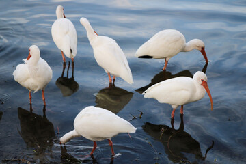white egrets in the water
