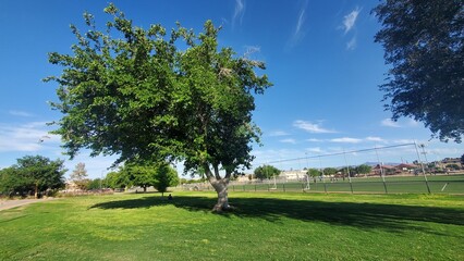 Gigantic Tree at the Park