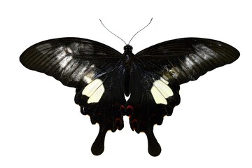 butterfly isolated on white