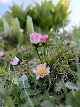 Flori