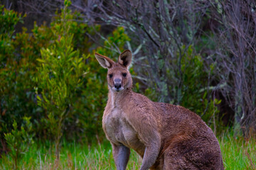 Naklejka na ściany i meble Curious Encounter: Magnificent Giant Kangaroo Engagingly Observes the Camera in the Australian Bush