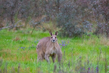Naklejka na ściany i meble Wild Power: Mighty Kangaroo in Stealth Mode Amidst Australian Bushland