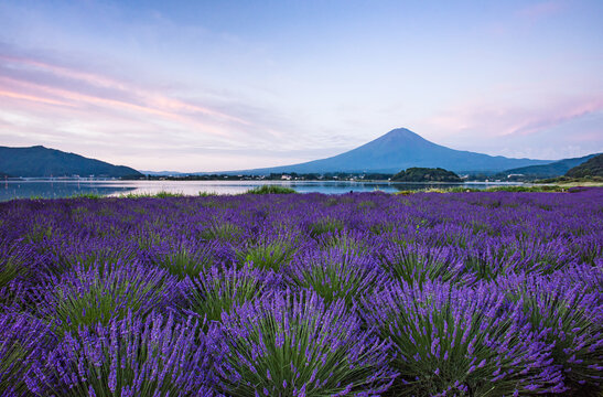 河口湖大石公園から富士山とラベンダー