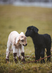 Baby Sheep in a meadow 
