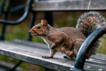 squirrel in the park