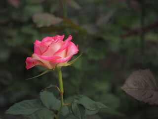 pink rose