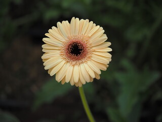 yellow gerber daisy