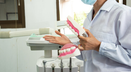 Dentists hold models while explains to the patient in dental clinics, dental care consultations. Dental demonstration.