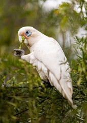 little corella eating perched on a branch