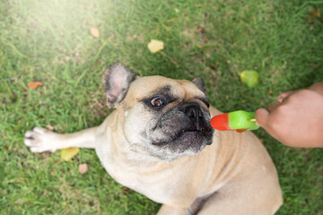 Top view cute dog lying on grass field enjoying popsicle.