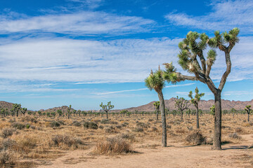Fototapeta na wymiar Joshua tree national park California, USA