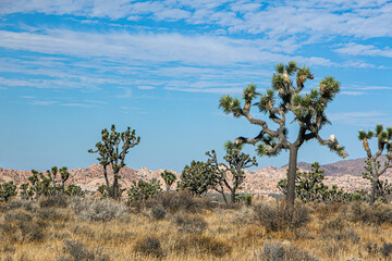Joshua trees in the desert, California, USA