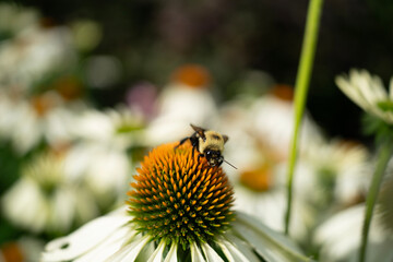 bee on a flower