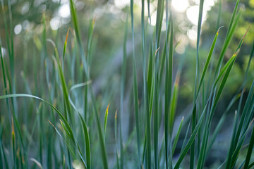 Naklejka premium Grass on blurry background