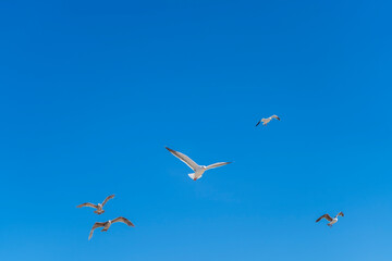 Fototapeta na wymiar Seagulls flying in a blue sky