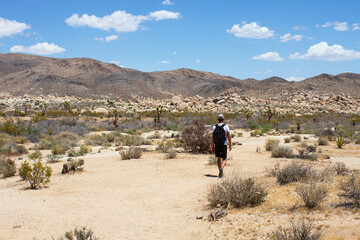A man with backpack walks between dry bushes and Joshua Trees on Arch Rock trail in Joshua Tree...