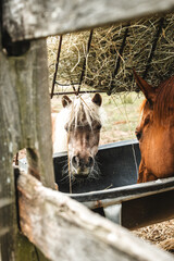 Horse eating hay 