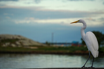 Heron near to the sea with cloudy sky