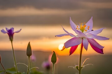 flower in the sunset