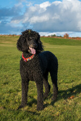 Black standard poodle standing in the grass with grass on his head.