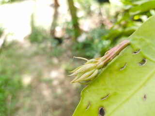 Brahma Kamal Flowers