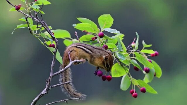 Ecureuil qui mange des baies sauvages sur une branche d'arbre dans une foret