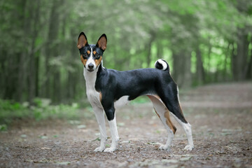 Naklejka na ściany i meble Basenji dog standing in the forest and looking at the camera