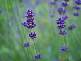 Purple lavender Butterfly flowers ,Lavandula latifolia ,Lavandula spica ,angustifolia Mill Lamiaceae ,Papillon ,Alfazema papillon ,Lavandula Pedunculata Sap Pedunculata 