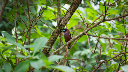 Banded (Javan) Broadbill  in the forest in Thailand.