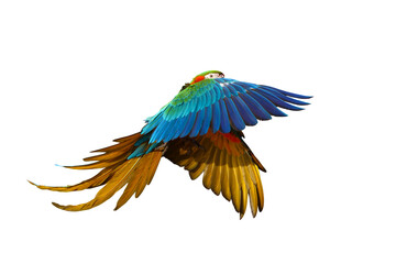 Colorful flying parrot isolated on transparent background png file