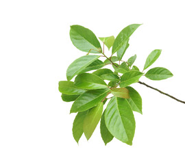 Fototapeta na wymiar Branch of Indian olive-green leaves isolated on transparent background.