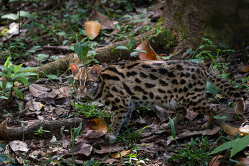 Leopard cat in the forset in Thailand.