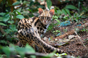 Leopard cat in the forset in Thailand.