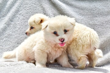 white pomeranian puppy
