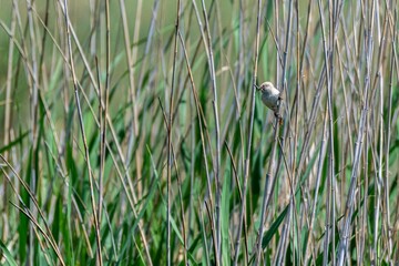 Isolated close up of the rare, small and beautiful Bearded reedling bird in the wild with a beautiful natural background- Armenia