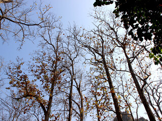 Green leaf and branch on the tree in the garden.A branch in a park.Refreshing and beautiful nature with blue sky background.